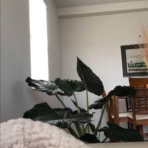 Meet your Posher, Ada